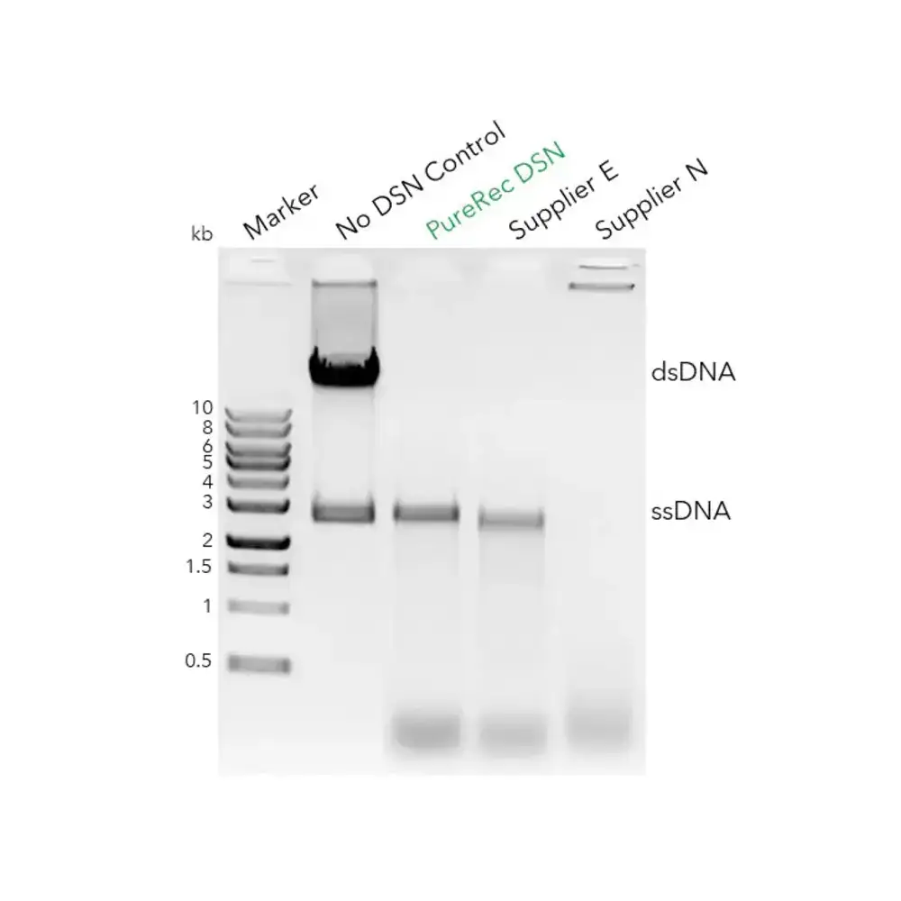 Zymo Research E1020-200 PureRec Duplex-Specific Nuclease (DSN), Zymo Research, 200ul/Unit Tertiary Image