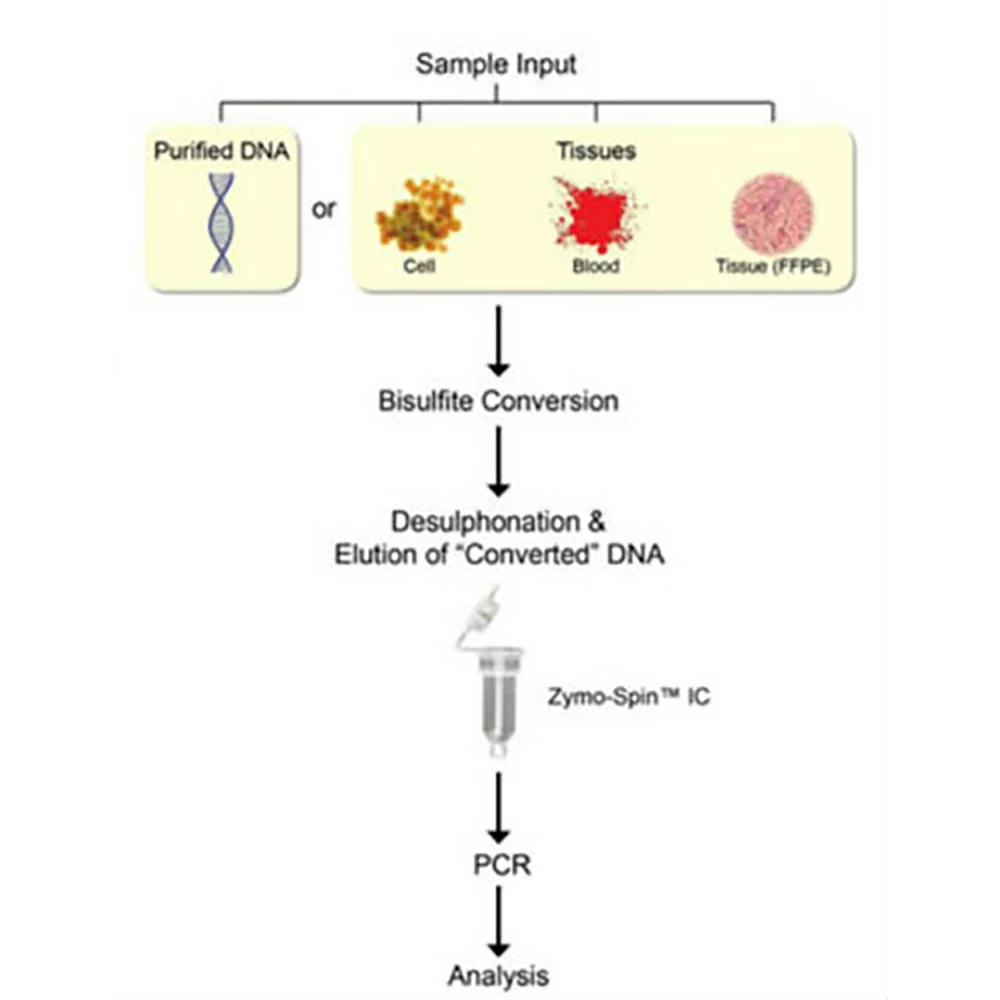 Zymo Research D5024 EZ DNA Methlyation-Startup Kit, Spin Column Format, 50 Preps/Unit secondary image