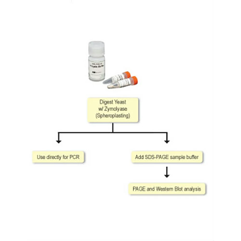 Zymo Research Y1002 Yeast Protein Kit, Zymo Research, 200 Preps /Unit secondary image