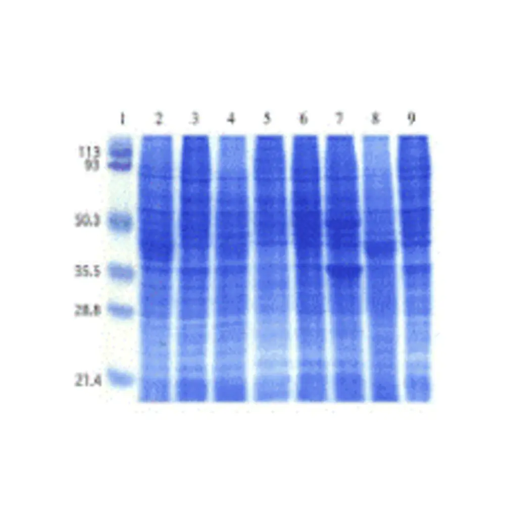 ProSci 1501 Human Cell Line I Blot, ProSci, One blot/Unit Primary Image