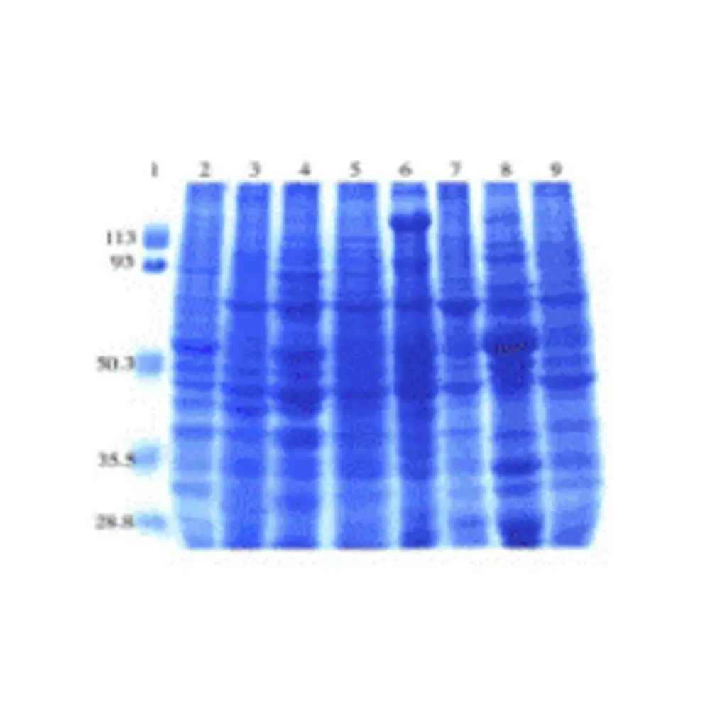 ProSci 1561 Mouse Normal Tissue Blot I, ProSci, One blot/Unit Primary Image