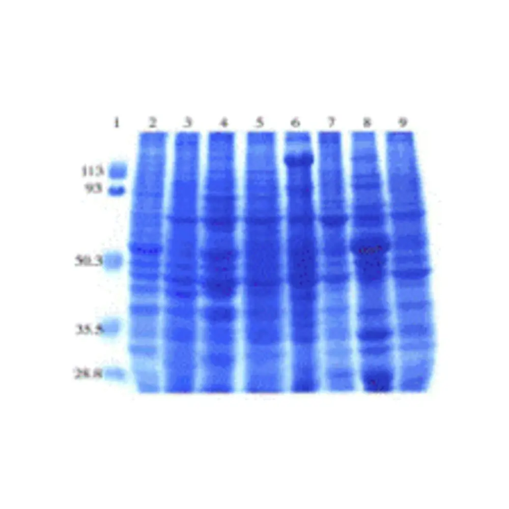 ProSci 1562 Mouse Normal Tissue Blot II, ProSci, One blot/Unit Primary Image