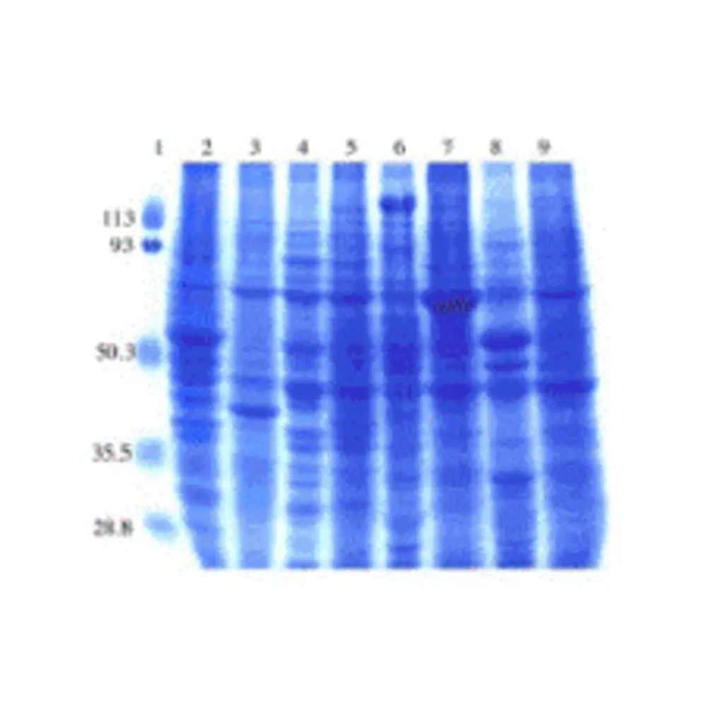 ProSci 1581 Rat Normal Tissue Blot I, ProSci, One blot/Unit Primary Image