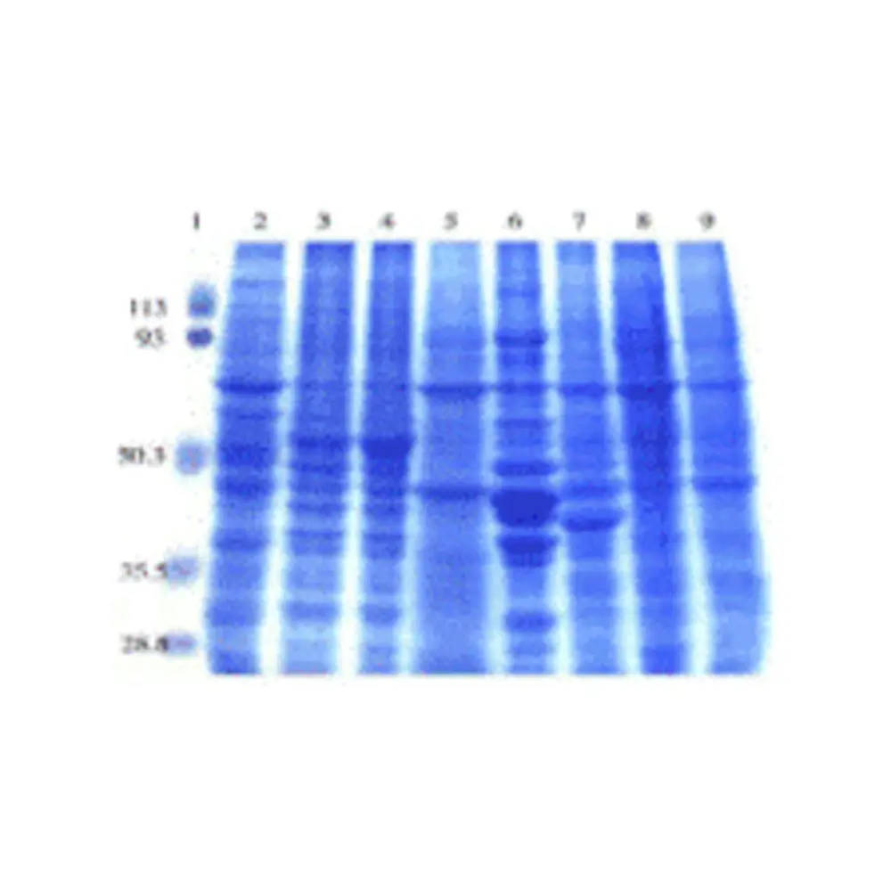 ProSci 1582 Rat Normal Tissue Blot II, ProSci, One blot/Unit Primary Image