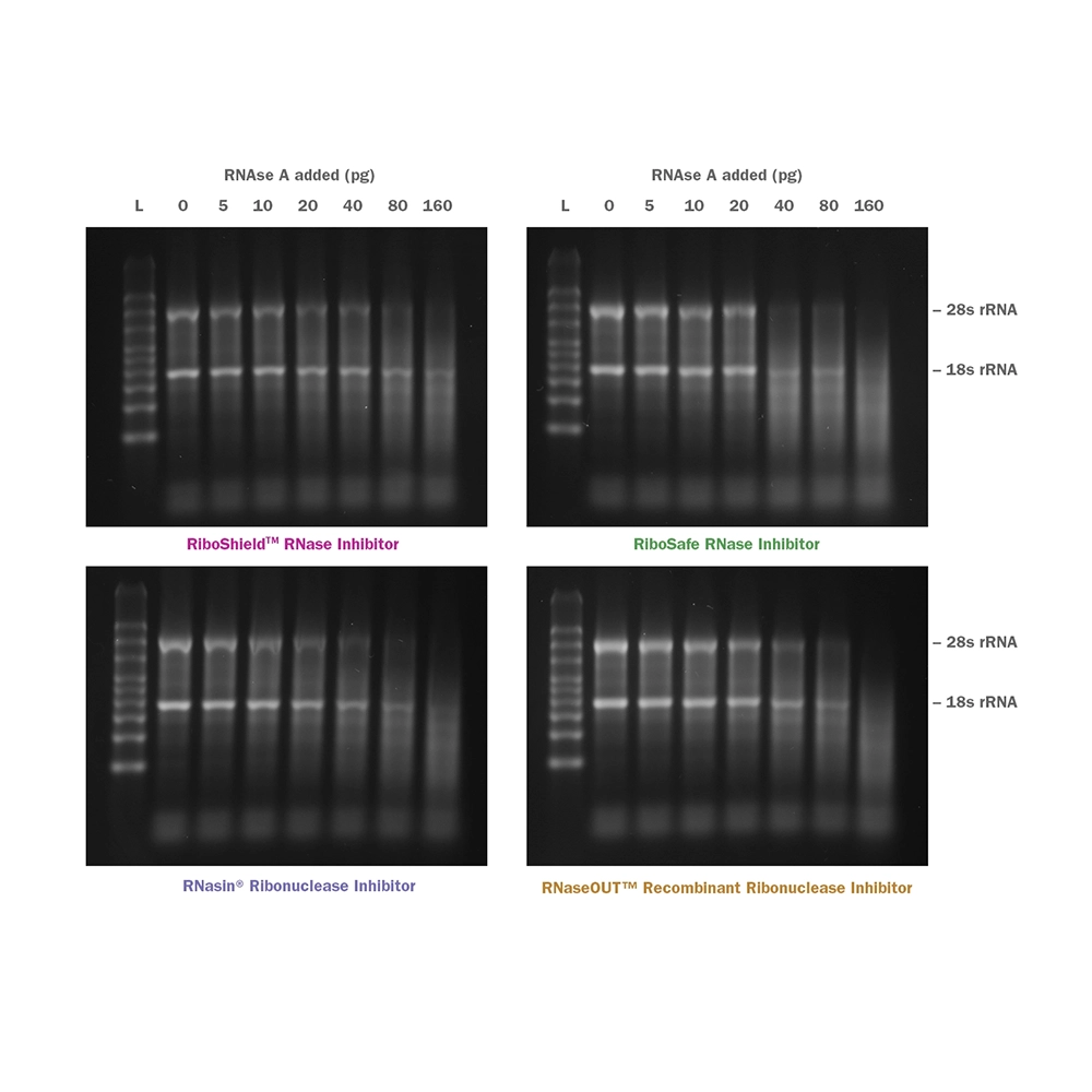 PCR Biosystems PB30.23-02 RiboShield