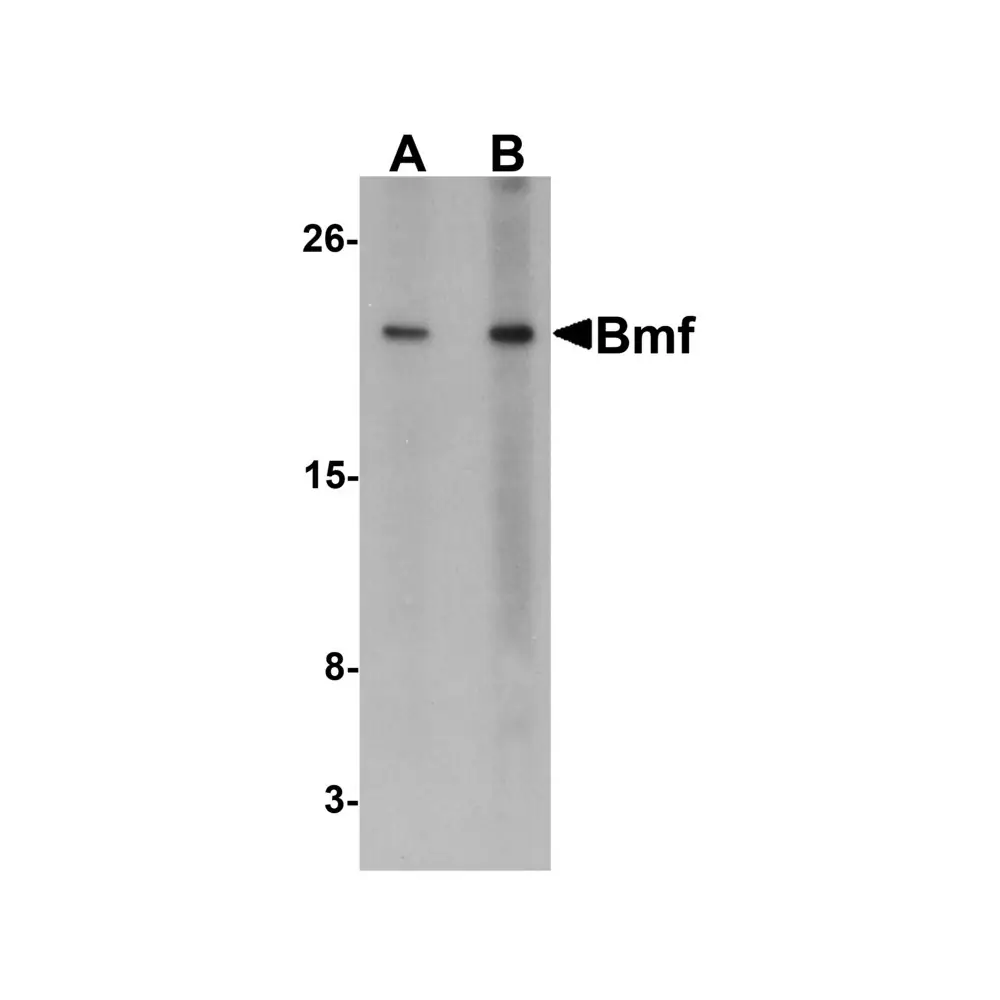 ProSci 3029_S Bmf Antibody, ProSci, 0.02 mg/Unit Primary Image