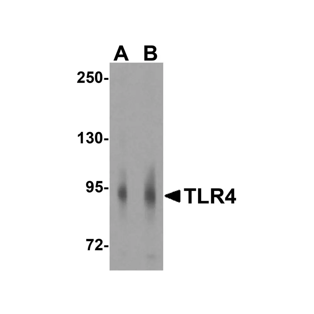 ProSci 3141_S TLR4 Antibody, ProSci, 0.02 mg/Unit Primary Image