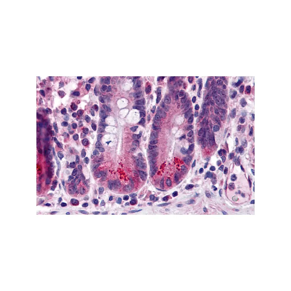 ProSci 3309 BRUCE Antibody, ProSci, 0.1 mg/Unit Primary Image