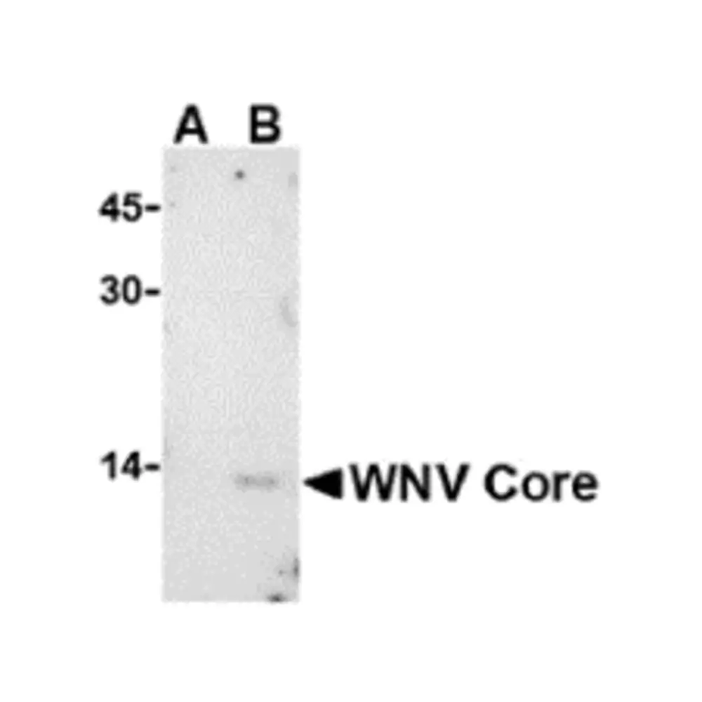 ProSci 3435_S West Nile Virus Core Antibody, ProSci, 0.02 mg/Unit Primary Image