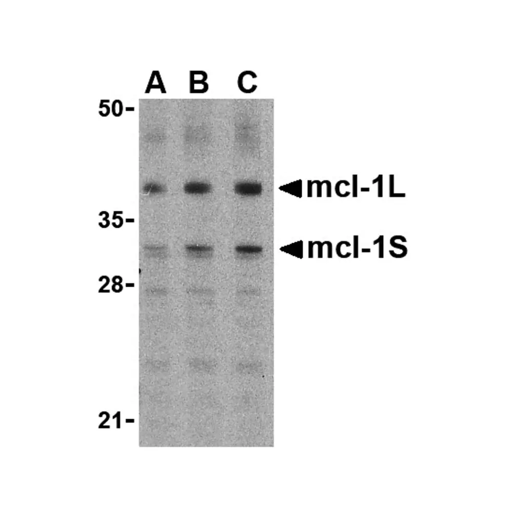 ProSci 3481_S Mcl-1 Antibody, ProSci, 0.02 mg/Unit Primary Image