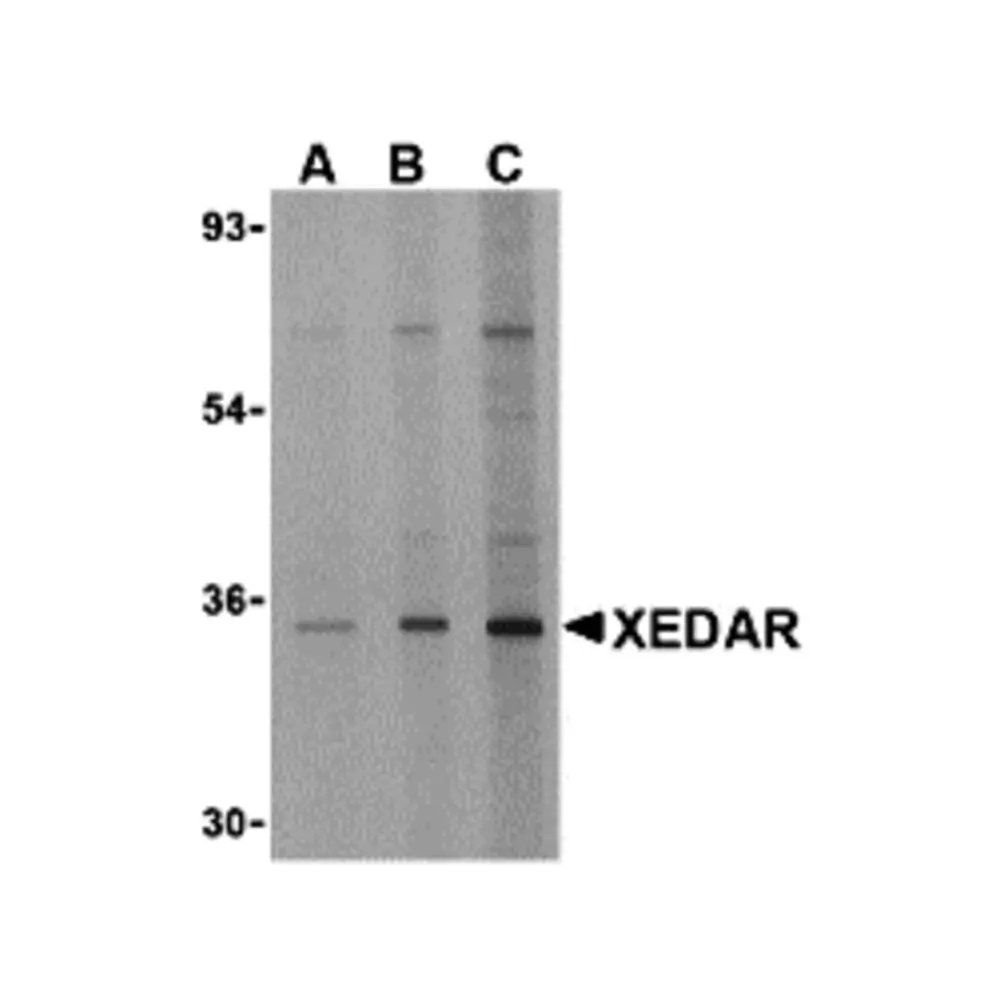 ProSci 3855 XEDAR Antibody, ProSci, 0.1 mg/Unit Primary Image