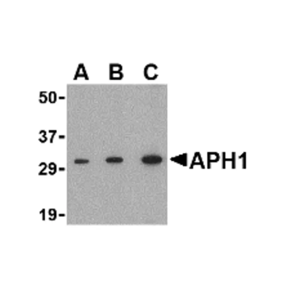 ProSci 4001 APH1 Antibody, ProSci, 0.1 mg/Unit Primary Image