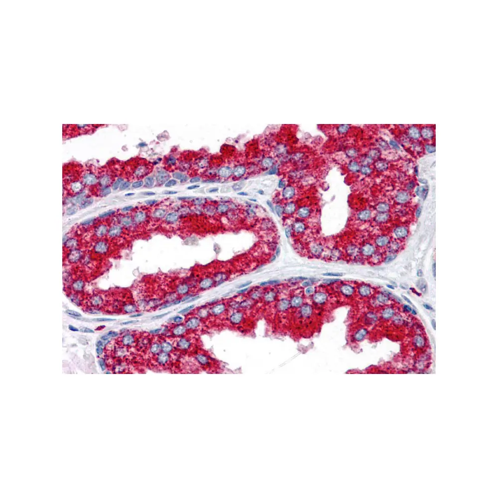 ProSci 4099 EMX2 Antibody, ProSci, 0.1 mg/Unit Primary Image