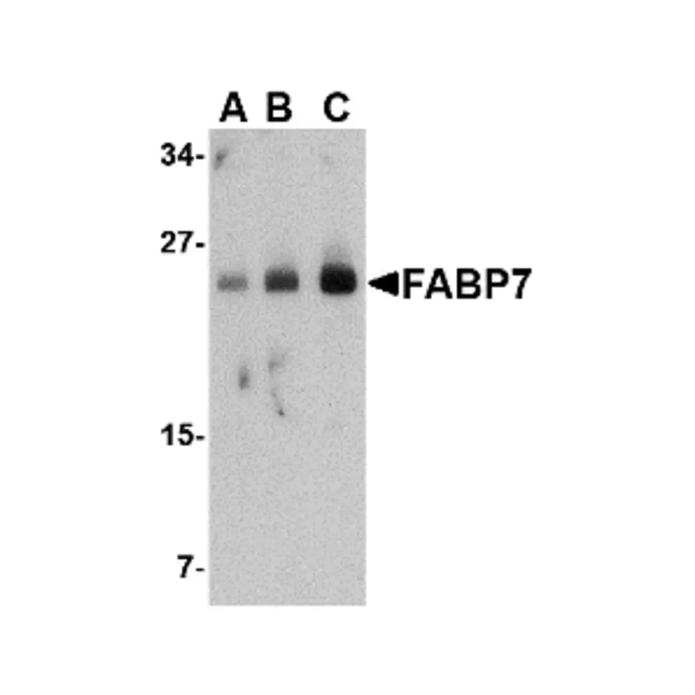 ProSci 4259 FABP7 Antibody, ProSci, 0.1 mg/Unit Primary Image