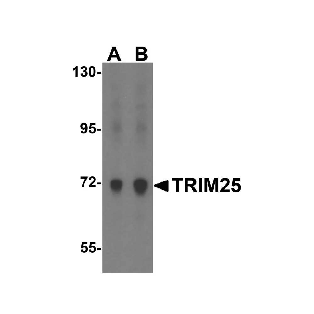 ProSci 4317 TRIM25 Antibody, ProSci, 0.1 mg/Unit Primary Image