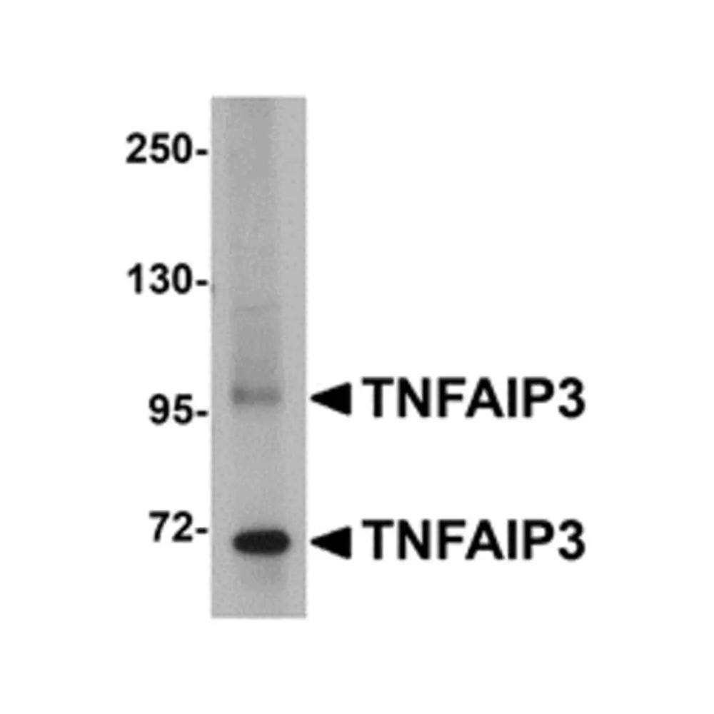 ProSci 5131 TNFAIP3 Antibody, ProSci, 0.1 mg/Unit Primary Image