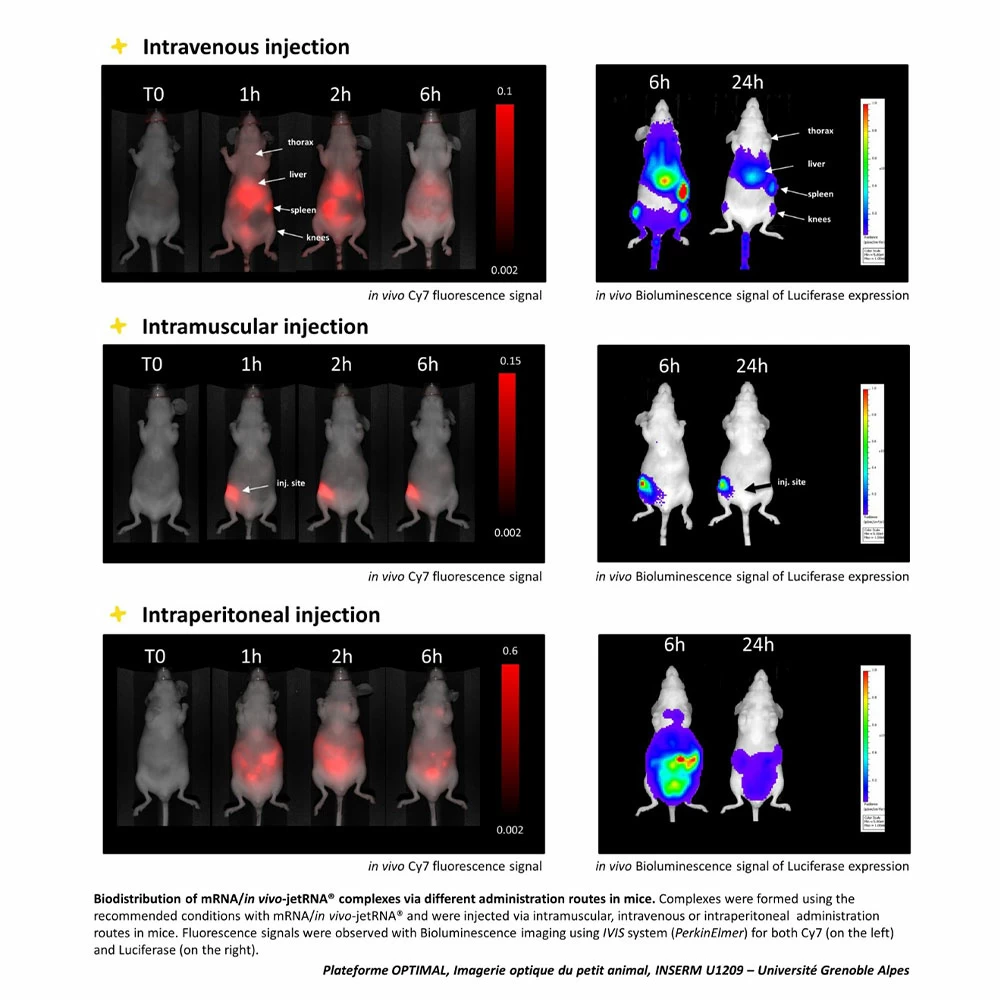 Polyplus-transfection 101000013 in vivo-jetRNA