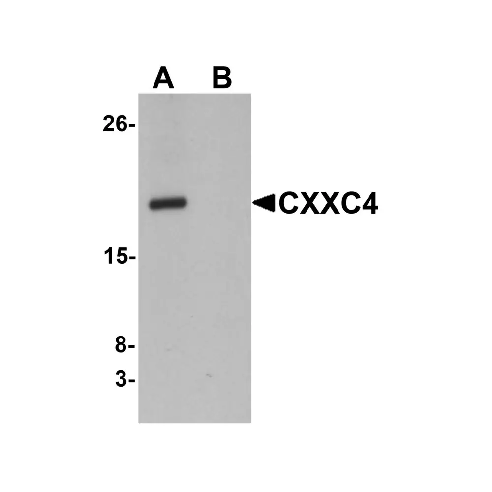 ProSci 6041_S CXXC4 Antibody, ProSci, 0.02 mg/Unit Primary Image