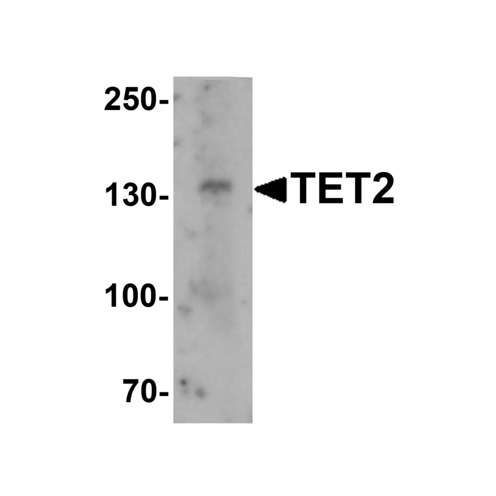 ProSci 6915 TET2 Antibody, ProSci, 0.1 mg/Unit Primary Image