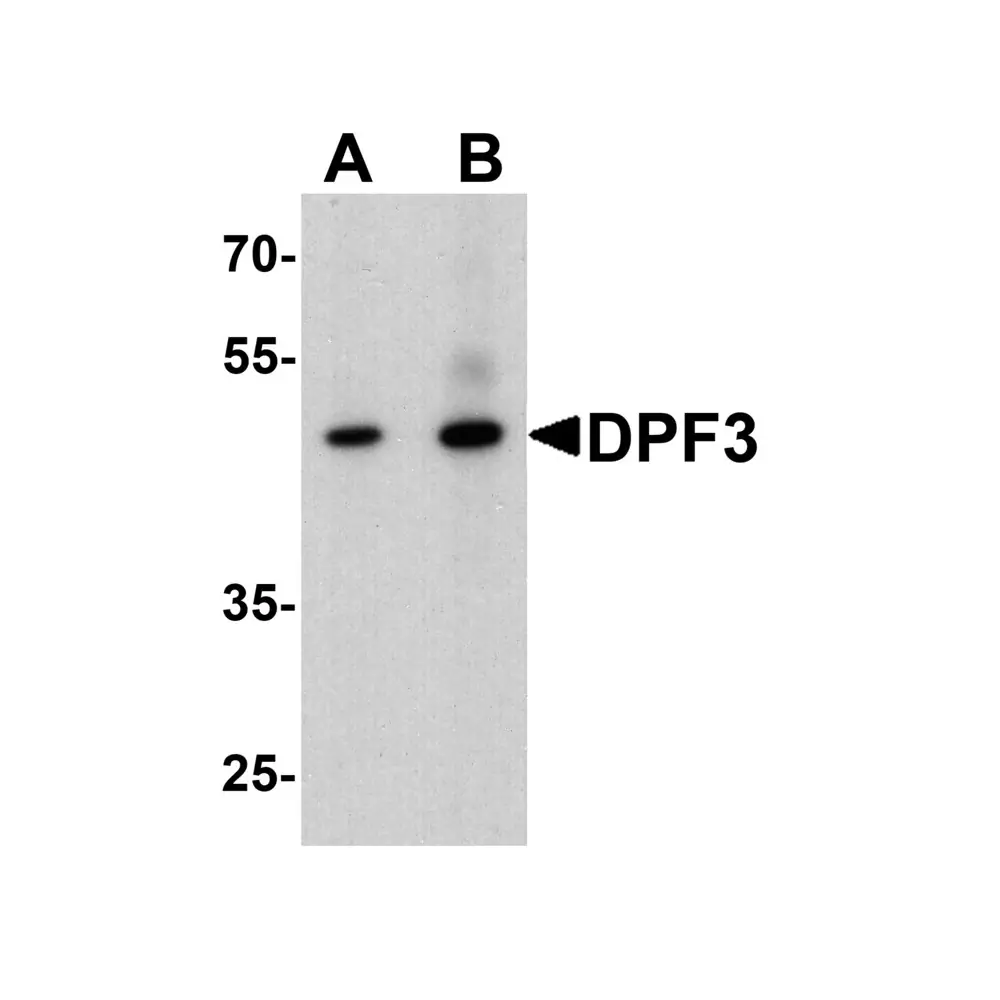 ProSci 7559 DPF3 Antibody, ProSci, 0.1 mg/Unit Primary Image