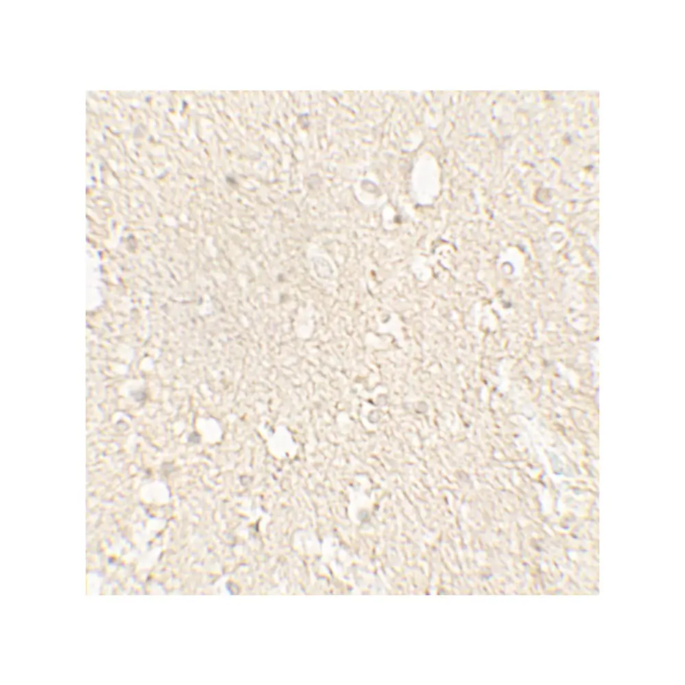 ProSci 7597 alpha-Tubulin Antibody, ProSci, 0.1 mg/Unit Quaternary Image