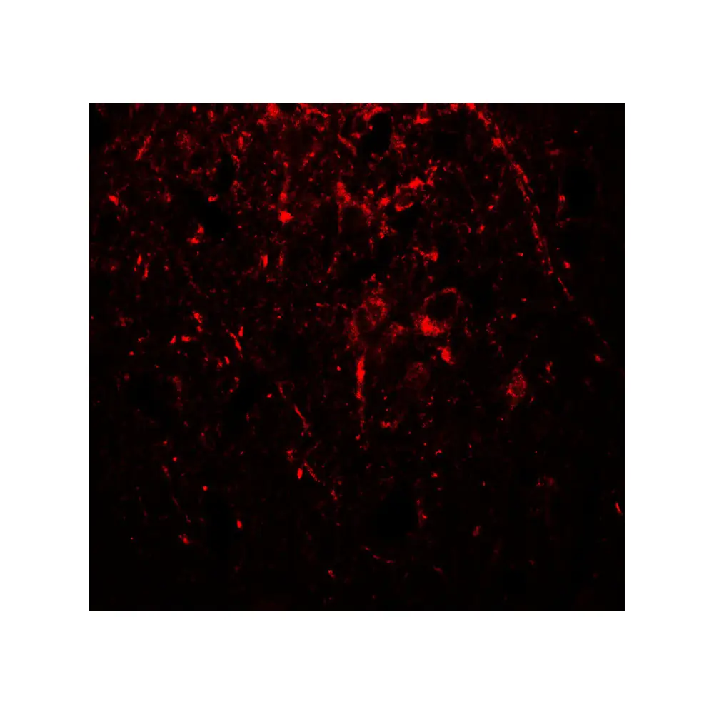 ProSci 7597 alpha-Tubulin Antibody, ProSci, 0.1 mg/Unit Tertiary Image