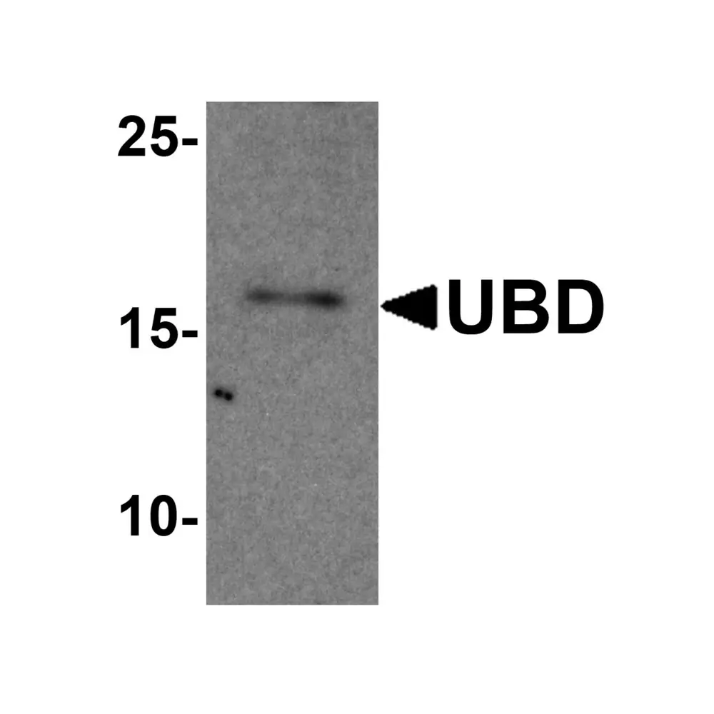 ProSci 8185_S UBD Antibody, ProSci, 0.02 mg/Unit Primary Image