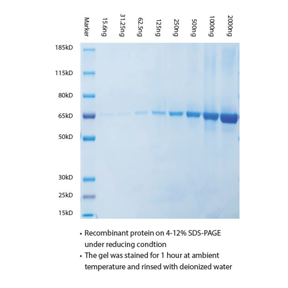 Prometheus Protein Biology Products 97-101 ProSignal