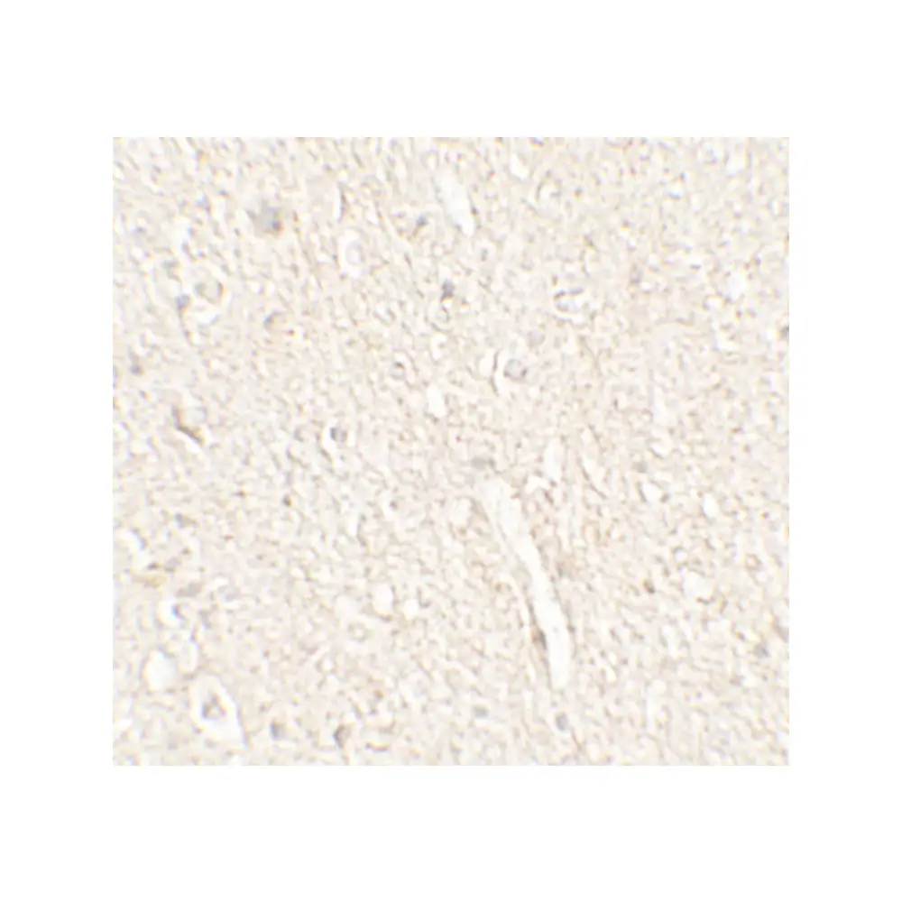 ProSci 7527 ADROPIN Antibody, ProSci, 0.1 mg/Unit Secondary Image