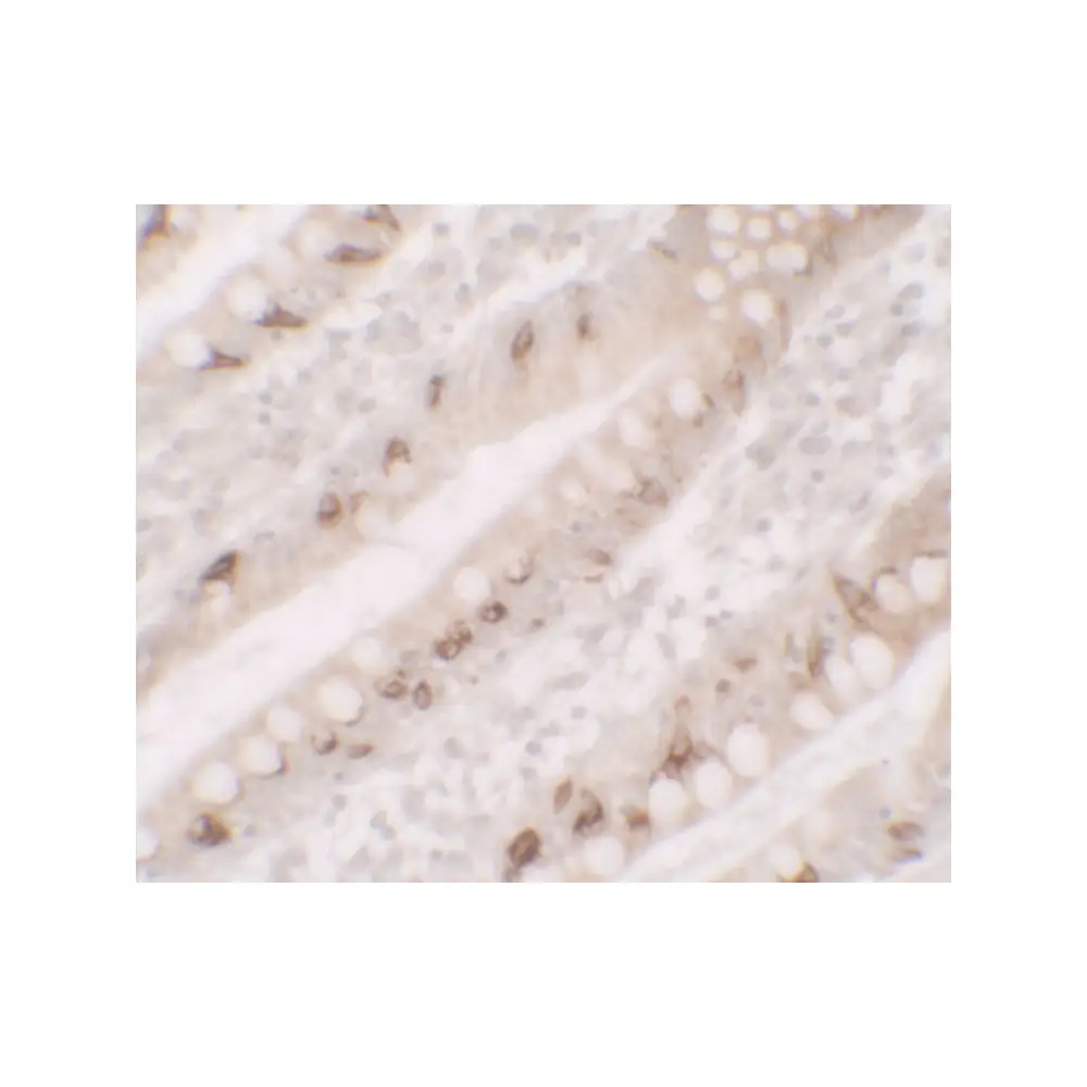 ProSci 7247_S AGR2 Antibody, ProSci, 0.02 mg/Unit Secondary Image