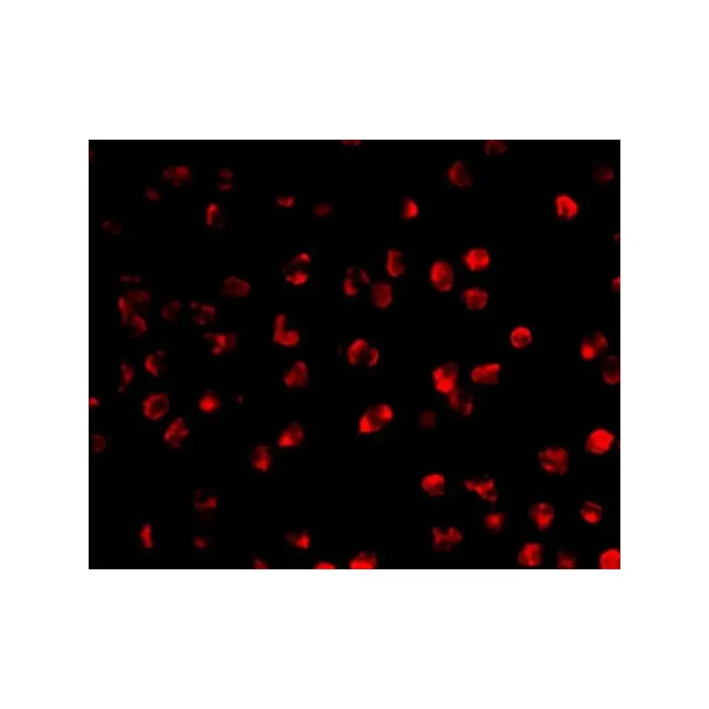 ProSci 3091_S AID Antibody, ProSci, 0.02 mg/Unit Tertiary Image