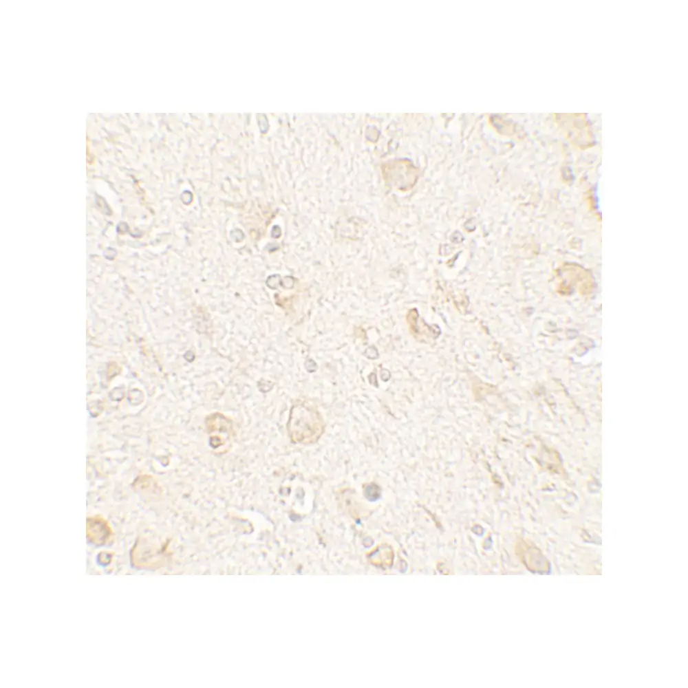 ProSci 7565_S AMIGO1 Antibody, ProSci, 0.02 mg/Unit Secondary Image