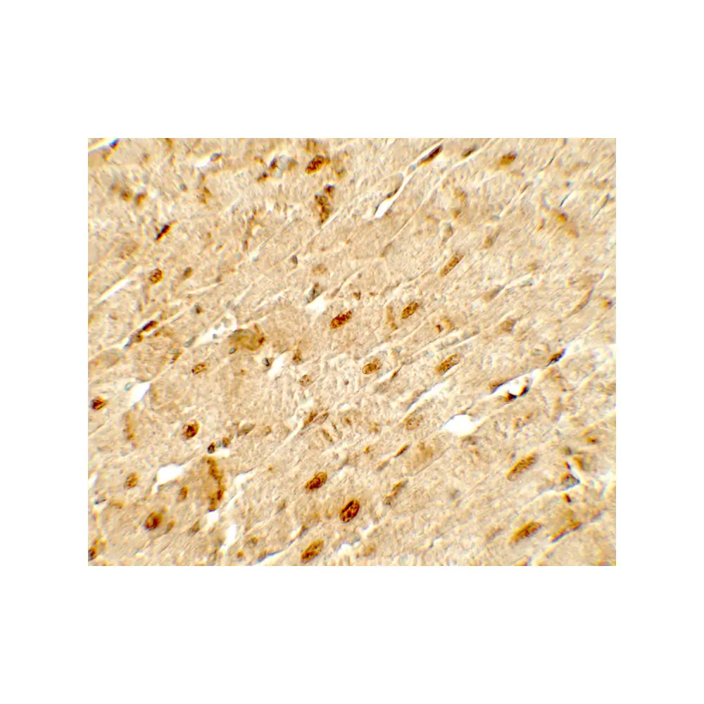 ProSci 7865_S ANGPTL3 Antibody, ProSci, 0.02 mg/Unit Secondary Image