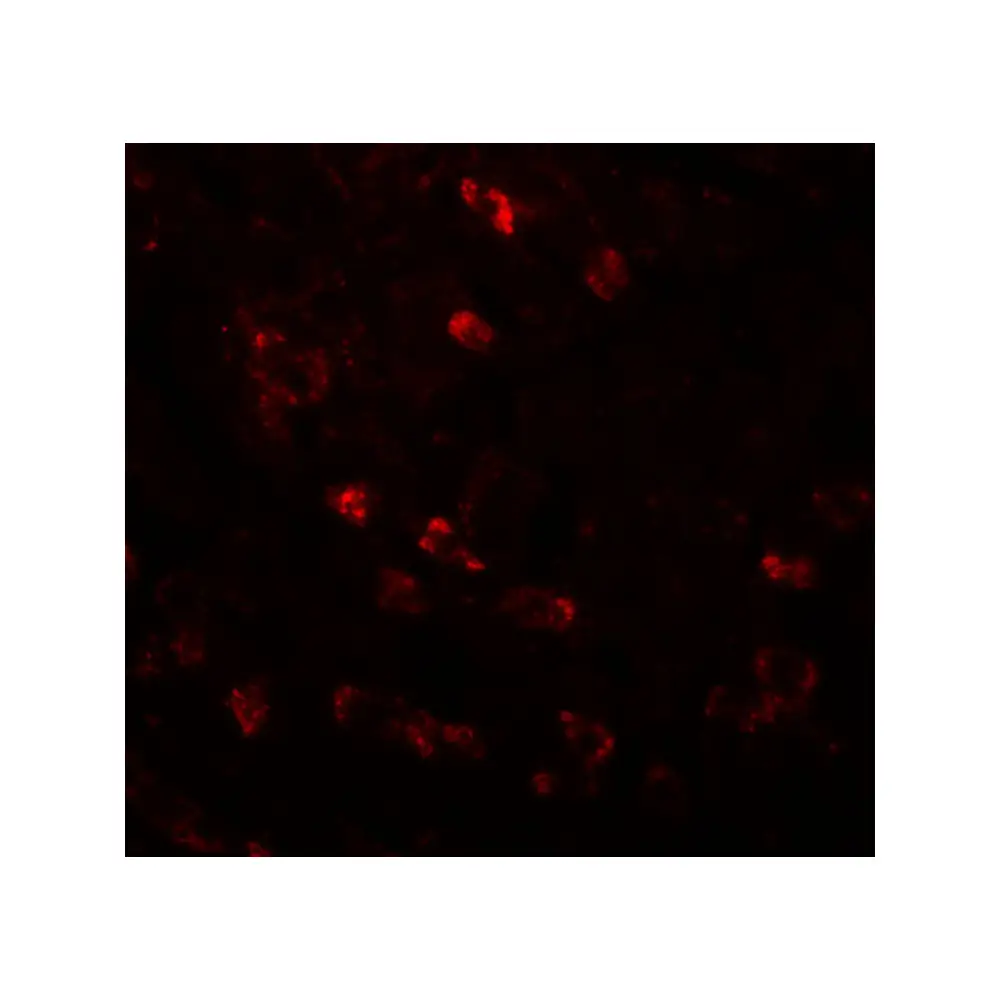 ProSci 5729 APC6 Antibody, ProSci, 0.1 mg/Unit Tertiary Image