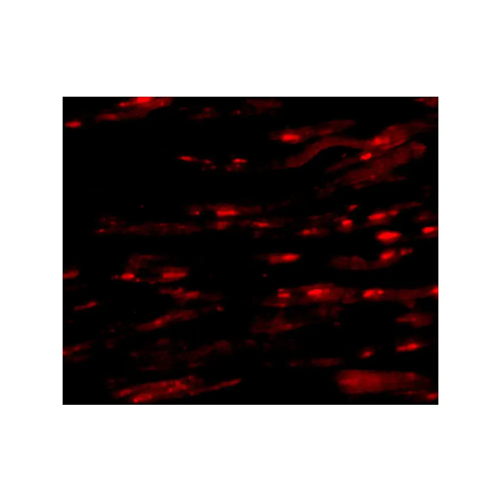 ProSci 4741 ASAH1 Antibody, ProSci, 0.1 mg/Unit Tertiary Image