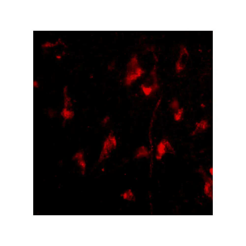 ProSci 4421_S ATG12 Antibody, ProSci, 0.02 mg/Unit Tertiary Image