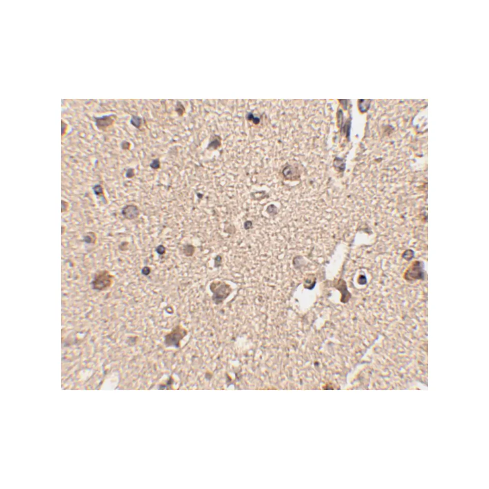 ProSci 4421_S ATG12 Antibody, ProSci, 0.02 mg/Unit Secondary Image