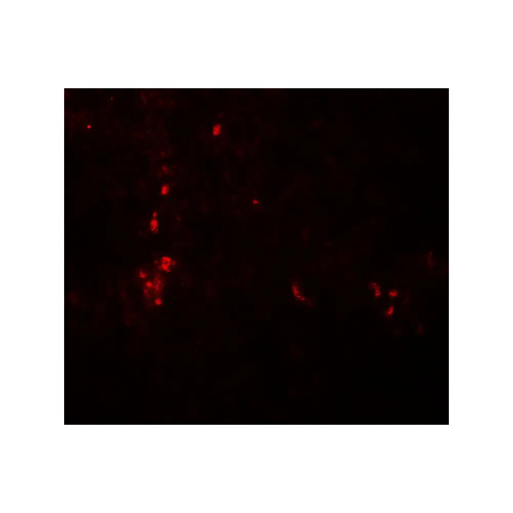 ProSci 8073 ATG4B Antibody, ProSci, 0.1 mg/Unit Tertiary Image