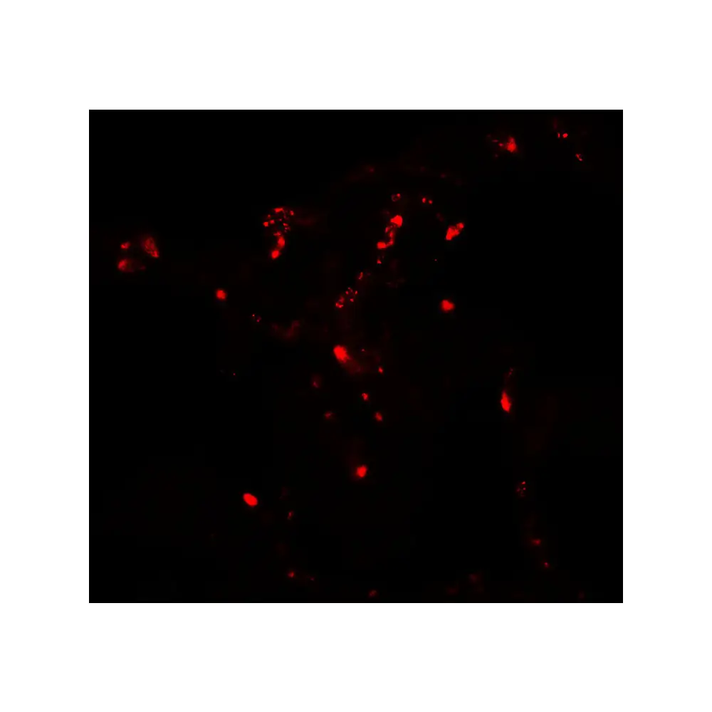 ProSci 7907_S ATG4C Antibody, ProSci, 0.02 mg/Unit Tertiary Image