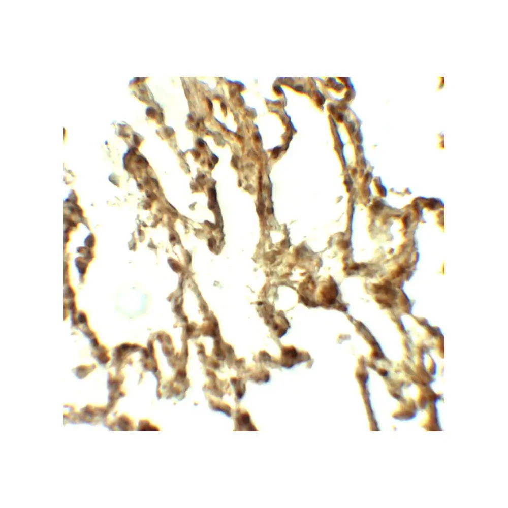 ProSci 7907_S ATG4C Antibody, ProSci, 0.02 mg/Unit Secondary Image