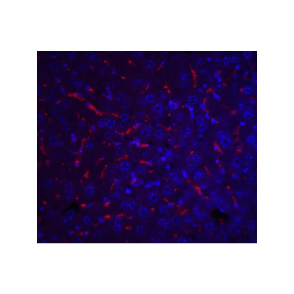 ProSci 5097_S ApoA1 Antibody, ProSci, 0.02 mg/Unit Tertiary Image