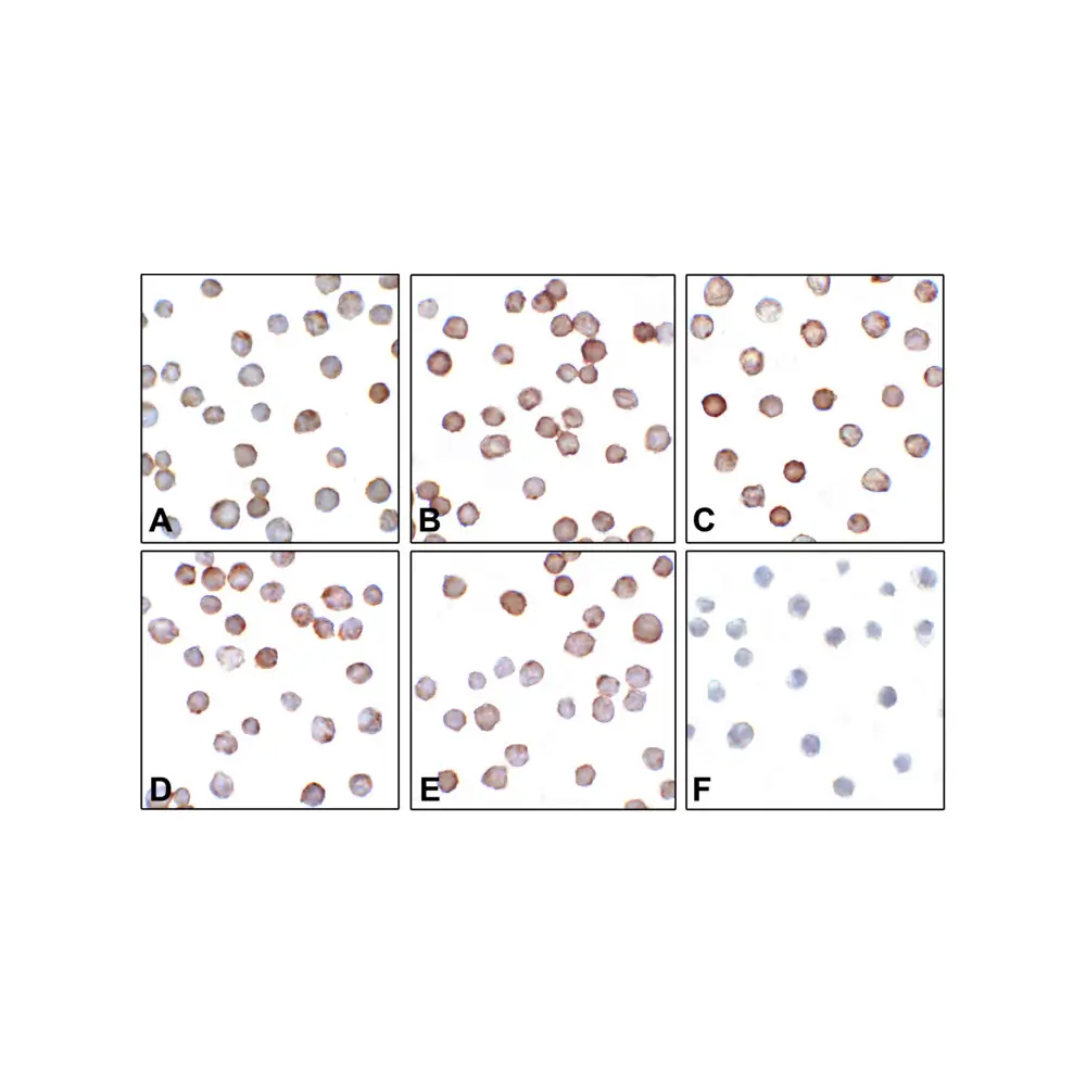 ProSci RF16090 B7-H3 Detection Set (Risk Free), ProSci, 1 Set/Unit Tertiary Image