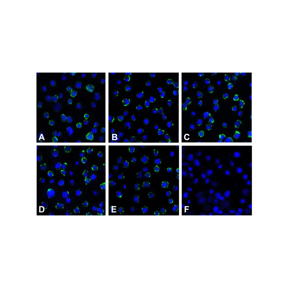 ProSci RF16090 B7-H3 Detection Set (Risk Free), ProSci, 1 Set/Unit Quaternary Image