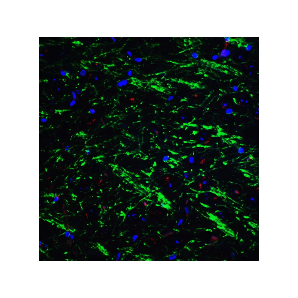 ProSci 3869_S BAG-1 Antibody, ProSci, 0.02 mg/Unit Tertiary Image