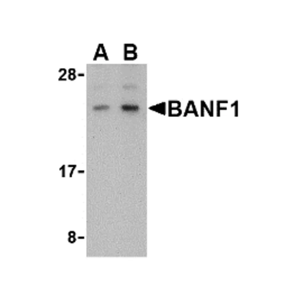 ProSci 4017 BANF1 Antibody, ProSci, 0.1 mg/Unit Secondary Image