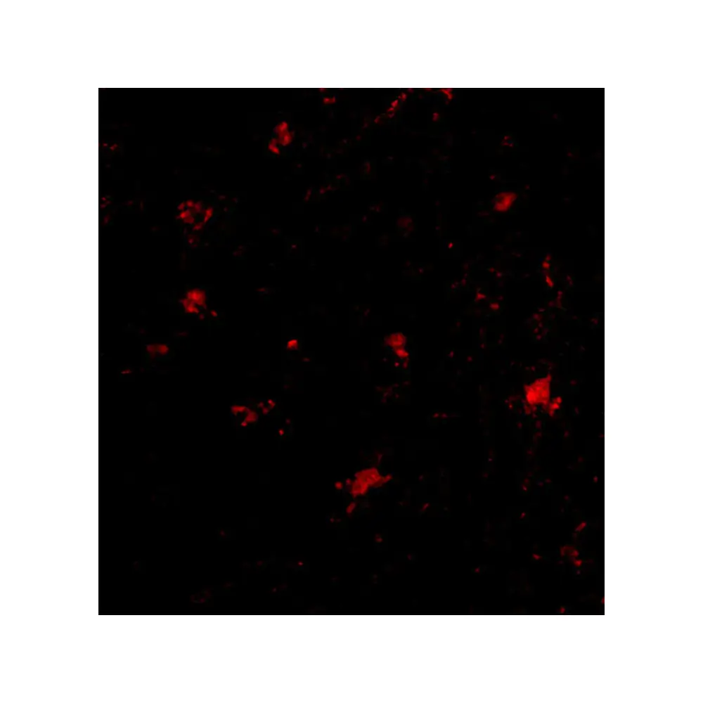 ProSci 4503_S BAP3 Antibody, ProSci, 0.02 mg/Unit Tertiary Image