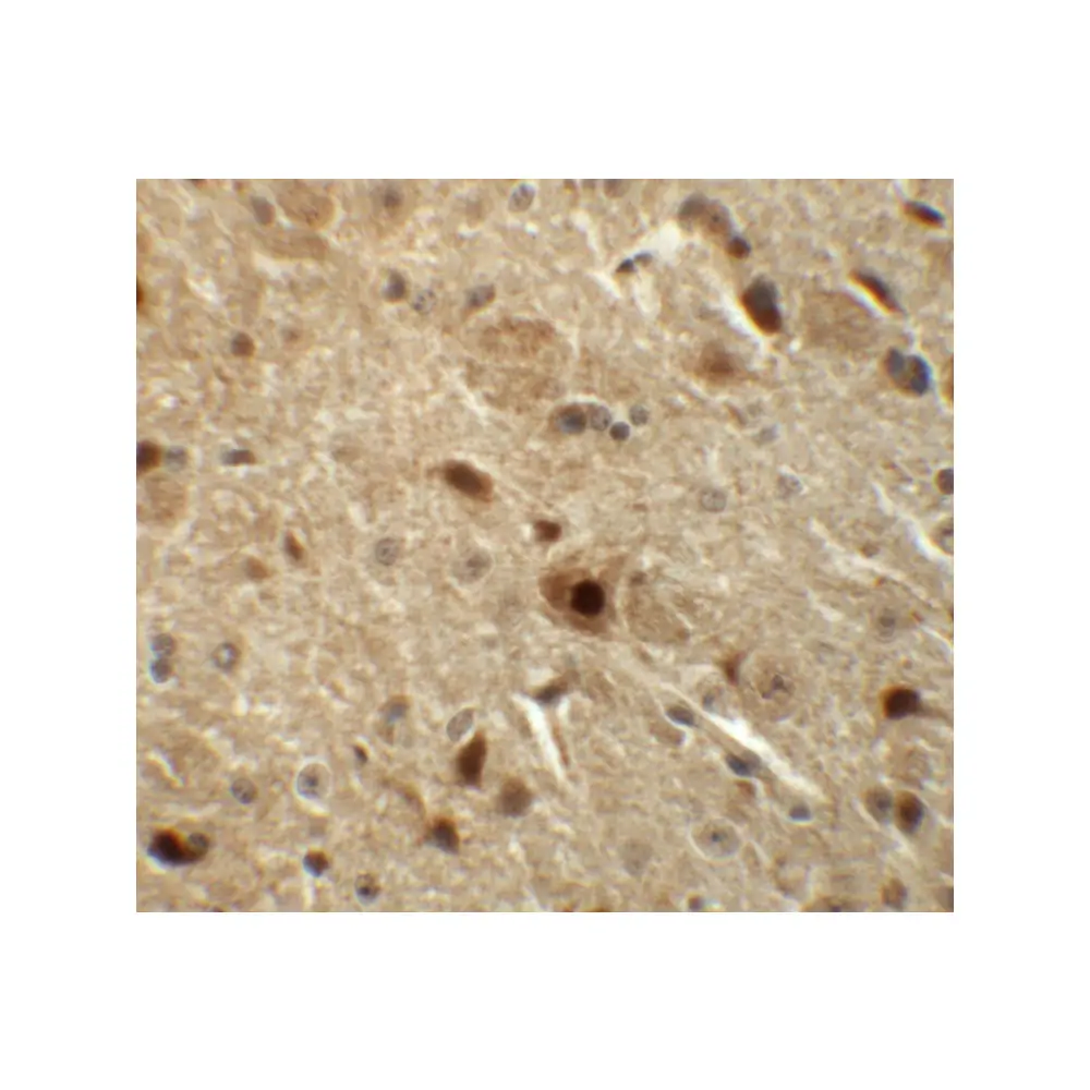 ProSci 6211_S BAPX1 Antibody, ProSci, 0.02 mg/Unit Secondary Image