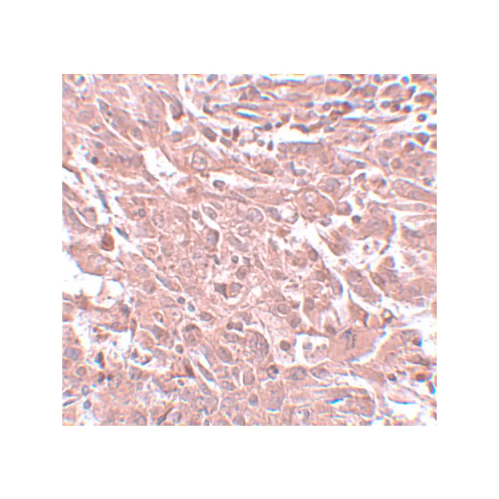 ProSci 5631 BCAS4 Antibody, ProSci, 0.1 mg/Unit Secondary Image