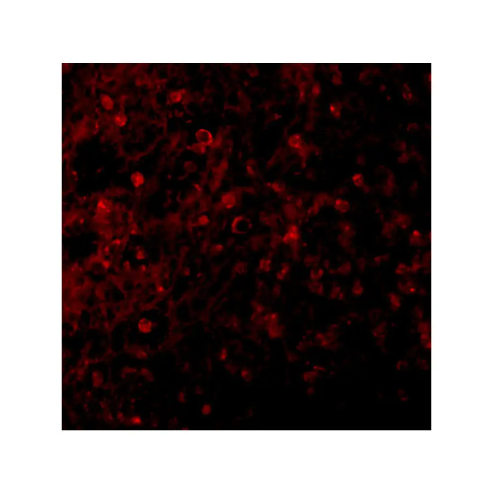 ProSci 2397_S BCMA Antibody, ProSci, 0.02 mg/Unit Tertiary Image