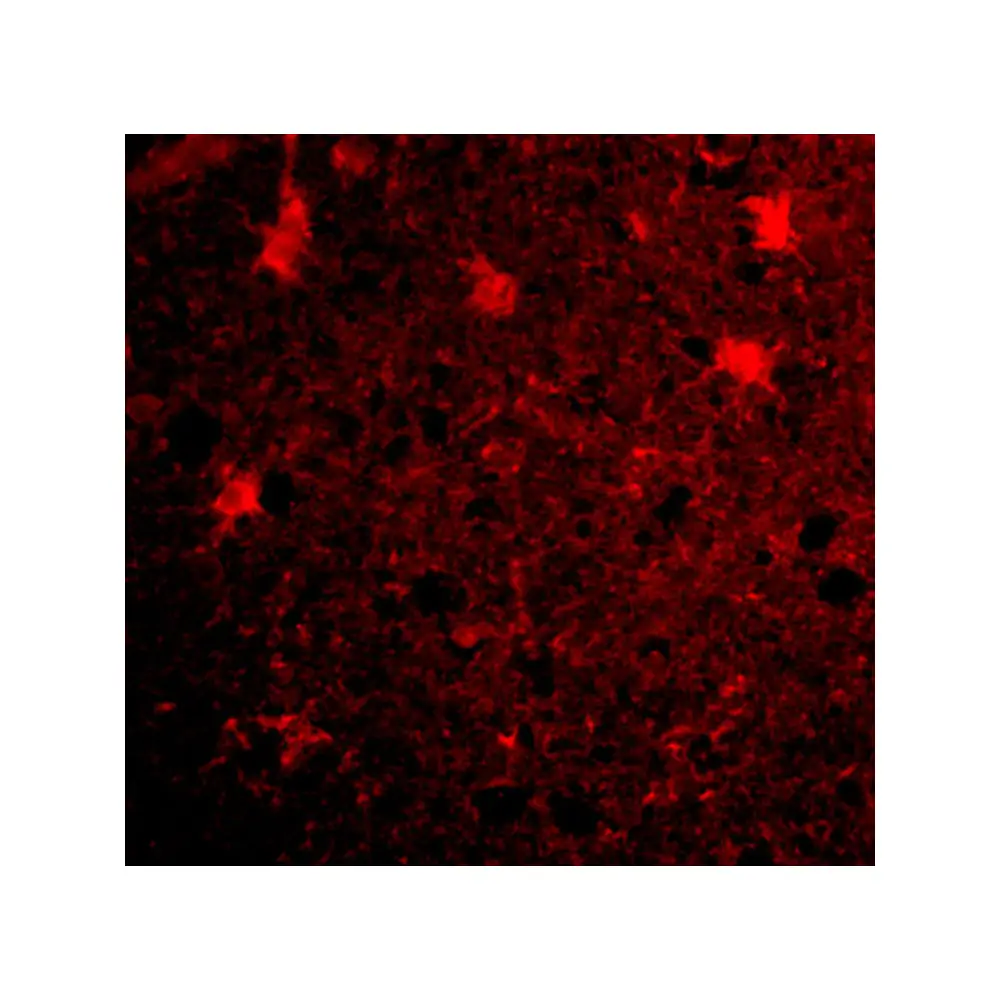 ProSci 4331_S BRCC36 Antibody, ProSci, 0.02 mg/Unit Tertiary Image